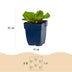 Green boutiQ - Stauden - Bergenia cordifolia - Herzblatt - Schatten - Rosa - 24 Pflanzen - Topf 11cm - Höhe 15-25cm Bild 3