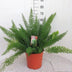 Asparagus 'D. Meyers' - Farn mit Federlaub (Ø27cm, ↕60cm) Bild 3