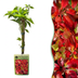 6x Parthenocissus quin. 'Engelmannii' - Rankpflanze mit gelb-grünen Blättern Bild 1