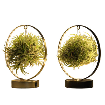 Tillandsia Led Edition Mix (2 Stk.) - Ø11 cm - Moderne Deko-Pflanzen