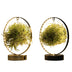 Tillandsia Led Edition Mix (2 Stk.) - Ø11 cm - Moderne Deko-Pflanzen Bild 1