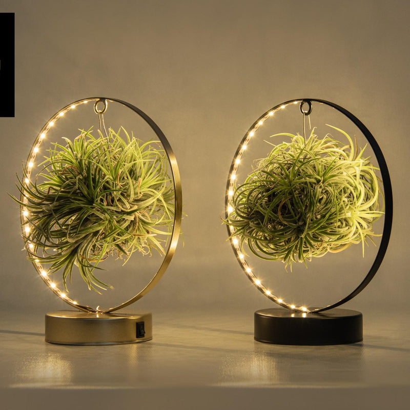 Tillandsia Led Edition Mix (2 Stk.) - Ø11 cm - Moderne Deko-Pflanzen