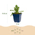 Green boutiQ - Perennial - Scabiosa col. Butterfly Blue - Pigeon Flower - Bee and Butterfly Attractors - Purple - 24 Plants - Pot 11cm - Height 15-25cm Bild 2