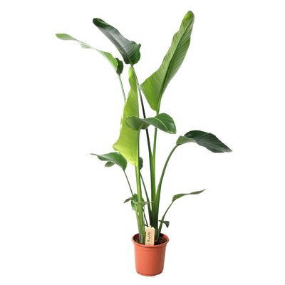 Strelitzia Nicolai (Baum-Strelitzie) Ø21cm, 100cm hoch - Tropen-Flair für Ihr Zuhause