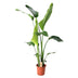 Strelitzia Nicolai (Baum-Strelitzie) Ø21cm, 100cm hoch - Tropen-Flair für Ihr Zuhause Bild 1