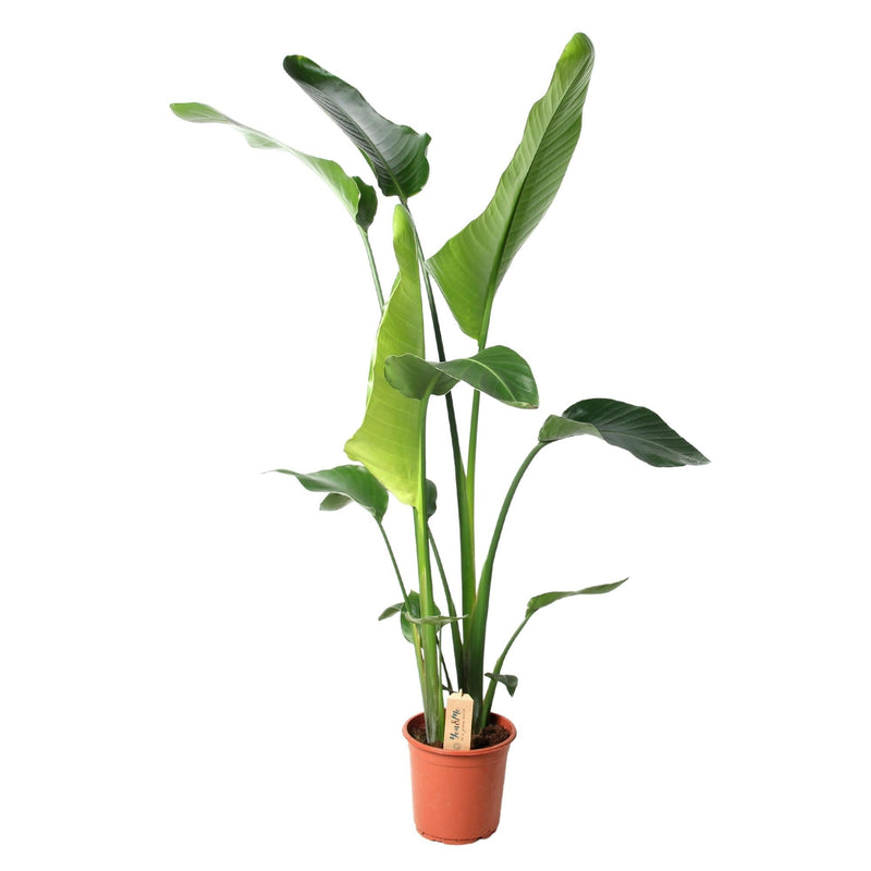 Strelitzia Nicolai (Baum-Strelitzie) Ø21cm, 100cm hoch - Tropen-Flair für Ihr Zuhause