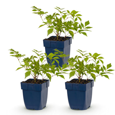 Green boutiQ - Perennial - Astilbe (J) Deutschland - Plume Spirea - Shade - White - 3 Plants - Pot 11cm - Height 15-25cm