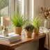 Green boutiQ Houseplant Set: 3 Pet-Friendly Plants in a Basket Bild 4