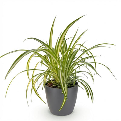 Bunte Graslilie Chlorophytum comosum Variegatum, Topf 12cm