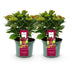Hortensie 'Ruby Tuesday & Saphire' – Rot/Blau, 2 Pflanzen im 23cm Topf Bild 2