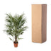 Chamaerops Humilis Zwergpalme - 170 cm - Ø30 Bild 4