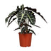 Alocasia Polly (Pfeilblatt) - Ø17cm, ↕45cm Bild 1