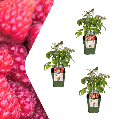 3 x Bio-Himbeerpflanzen – Ø 13 cm – ↨ 20 cm