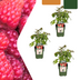 3 x Bio-Himbeerpflanzen – Ø 13 cm – ↨ 20 cm Bild 1