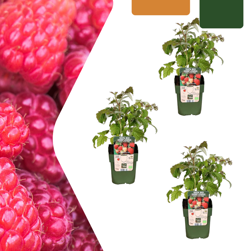 3 x Bio-Himbeerpflanzen – Ø 13 cm – ↨ 20 cm