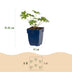 Green boutiQ - Stauden - Geranium Johnson's Blue - Storchschnabel - Bodendecker - Blau - 1 Pflanze - Topf 11cm - Höhe 15-25cm Bild 3