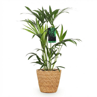 Kentia Palme (Howea Forsteriana) - Pflegeleicht & Luftreinigend, 80-85cm