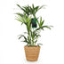 Kentia Palme (Howea Forsteriana) - Pflegeleicht & Luftreinigend, 80-85cm Bild 2
