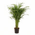 Dypsis Lutescens Areca Palm, 110cm tall, Ø21cm pot Bild 1