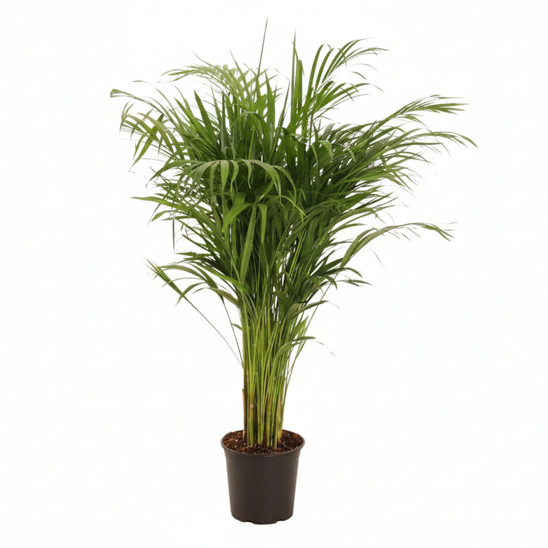 Dypsis Lutescens Areca Palm, 110cm tall, Ø21cm pot