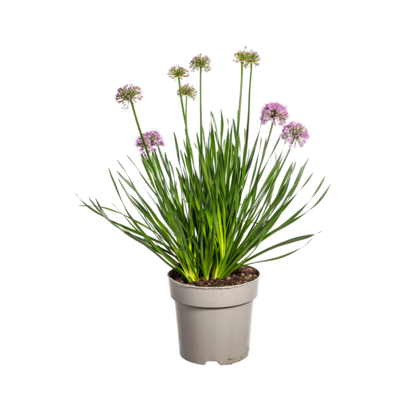 Dracaena surculosa