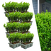 48x Buchsbaum NewGen Freedom, winterhart, immergrün, Ø7cm, 15cm hoch Bild 1
