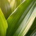 Dracaena Janet Lindt mit Seegras-Korb, 95cm, Ø21 Bild 3