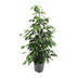 Ficus benjamina Danielle, Baum, 95cm hoch, 21cm Topf Bild 1
