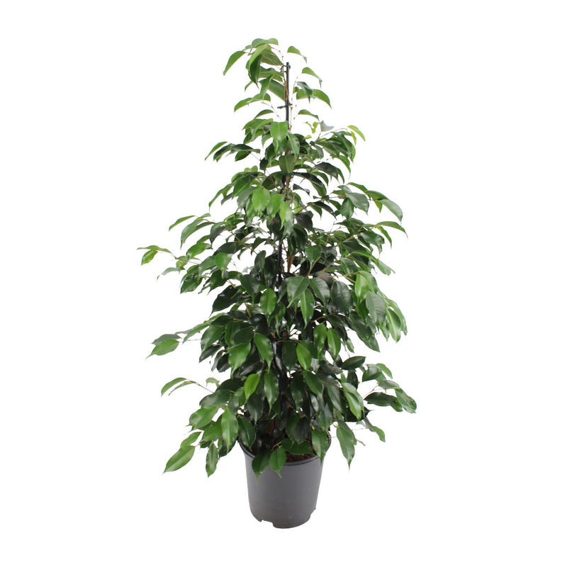 Ficus benjamina Danielle, Baum, 95cm hoch, 21cm Topf