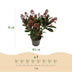 GreenboutiQ - Terrassenpflanze - Skimmia japonica Rubella - Blüte Rot - 10+ Blüten - 3 Pflanzen - Winterhart - Topf 10,5cm Höhe 25cm Bild 3