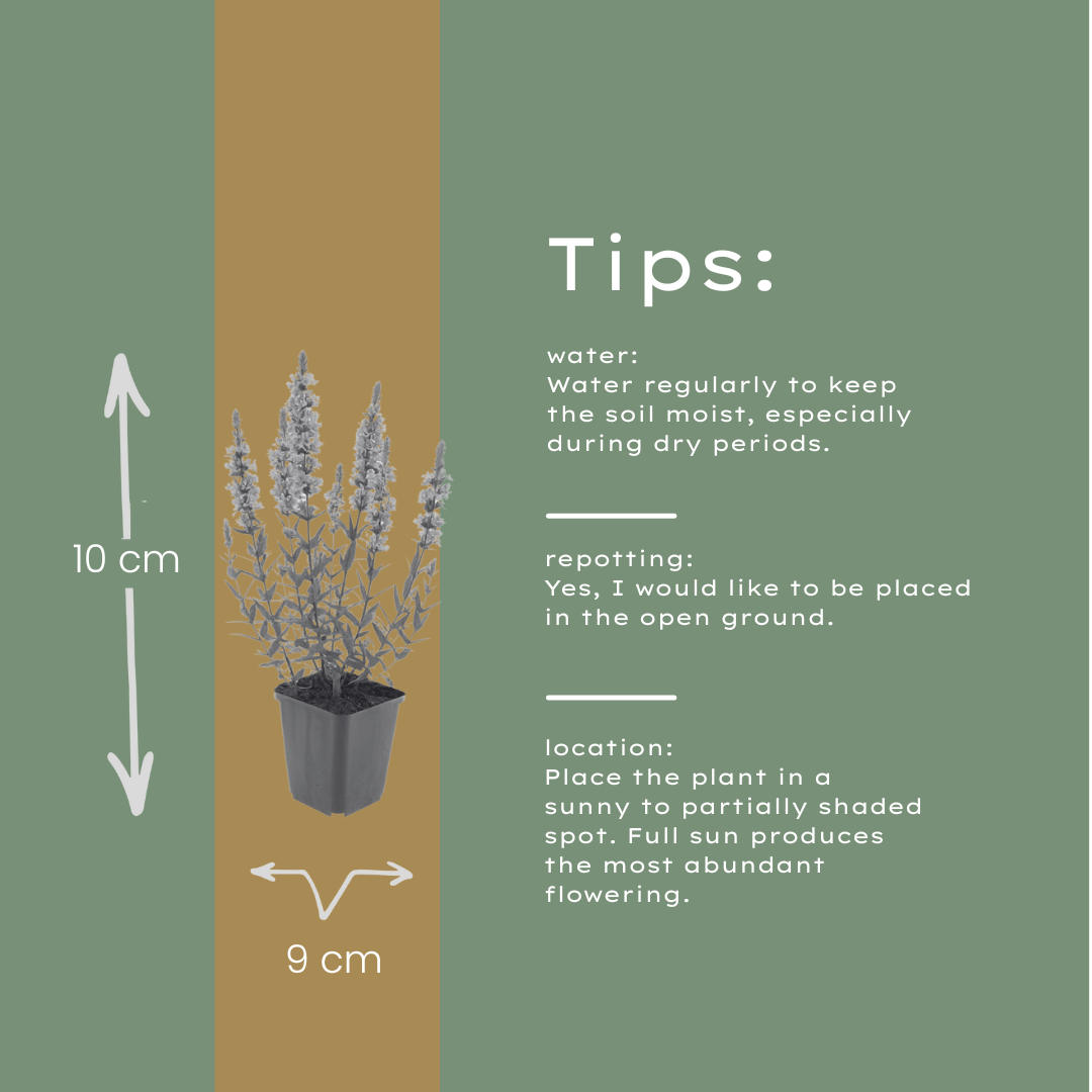 48x Lythrum salicaria - ↕10-25cm - Ø9cm
