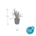24x Liriope muscari 'Moneymaker' - ↕10-25cm - Ø9cm Bild 3