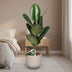 Ficus Elastica Robusta Gummibaum Ø17cm, ↕65cm Bild 2
