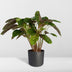 Calathea Flamestar (Pfauenpflanze) 19cm Topf, 75cm hoch Bild 5