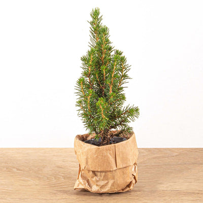 Baby-Weihnachtsbaum - ↕15-20 cm - Ø 6 cm - Picea Glauca Perfecta
