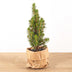 Baby-Weihnachtsbaum - ↕15-20 cm - Ø 6 cm - Picea Glauca Perfecta Bild 2