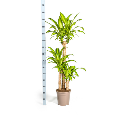 Dracaena Fragrans Massangeana mit Korb (Ø24cm, 130-150cm)