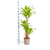 Dracaena Fragrans Massangeana mit Korb (Ø24cm, 130-150cm) Bild 2