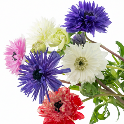 Doppelte Anemonen, 30 Stück - Farbenfrohe Blütenpracht für Ihren Garten