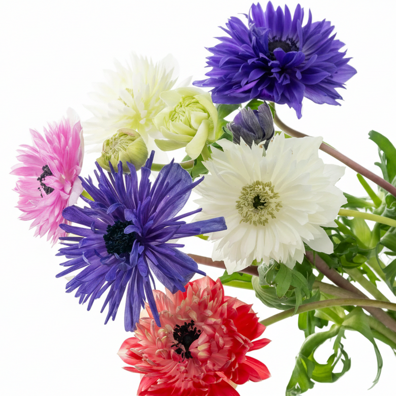 Doppelte Anemonen, 30 Stück - Farbenfrohe Blütenpracht für Ihren Garten