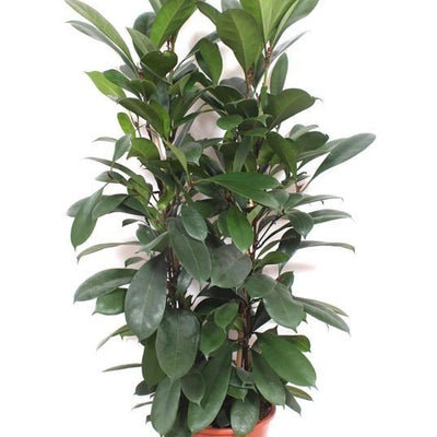 Ficus Cyathistipula - Großer Zimmerbaum, 180 cm