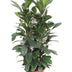 Ficus Cyathistipula - Großer Zimmerbaum, 180 cm Bild 1