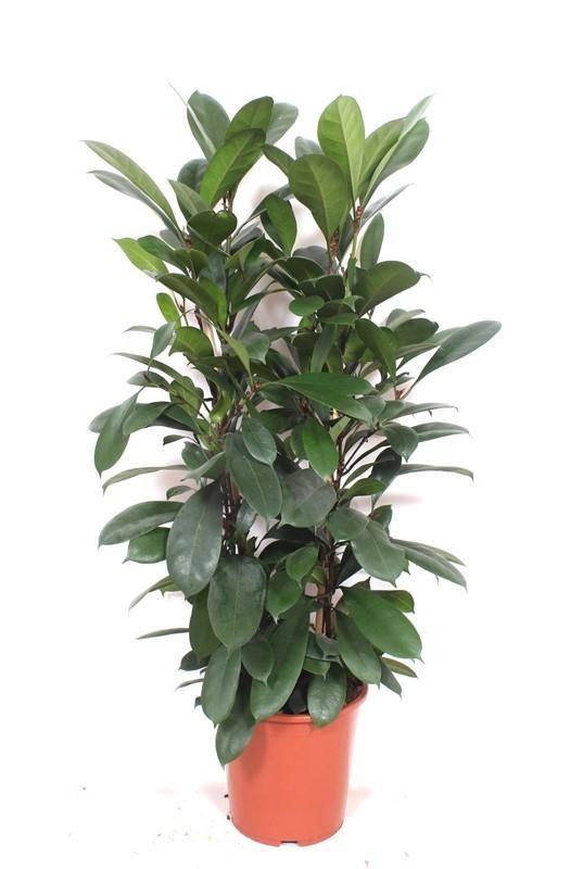 Ficus Cyathistipula - Großer Zimmerbaum, 180 cm