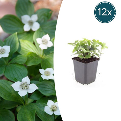 12x Cornus canadensis - ↕10-25cm - Ø9cm