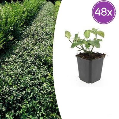 48x Euonymus fort. 'Dart's Blanket' - ↕10-25cm - Ø9cm
