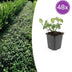 48x Euonymus fort. 'Dart's Blanket' - ↕10-25cm - Ø9cm Bild 1