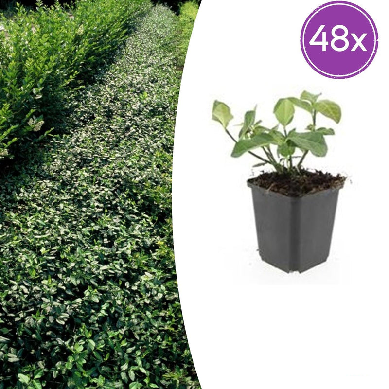 48x Euonymus fort. 'Dart's Blanket' - ↕10-25cm - Ø9cm