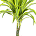 Dracaena Deremensis Lemon Lime, 90-110cm, Ø21cm Topf, mit Korb Bild 4