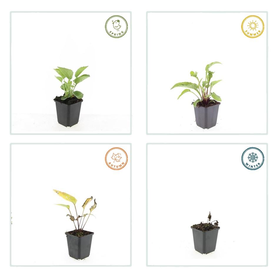 48x Echinacea p. 'Magnus' - ↕10-25cm - Ø9cm