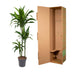 Dracaena Janet Craig – 150 cm – ø24 Bild 4